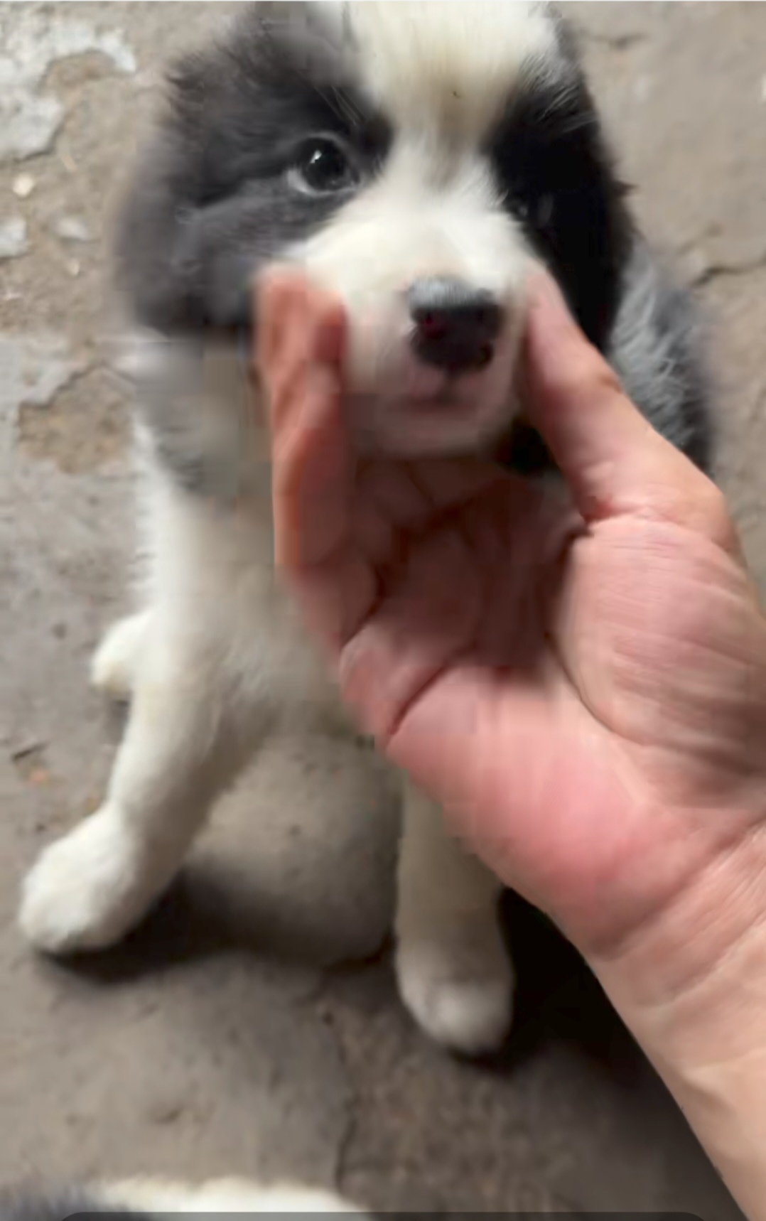 边牧妹妹。乖巧，听话，可爱，亲人